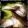 White Raven Skin.jpg