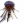 Irukandji in Miniatura.png