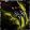 Black Widow Spider gw2.jpg