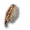 Gabbia Toracica Macabra.png